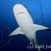 shark_caribbean_bc2_jar_h_0063_cub0551.jpg